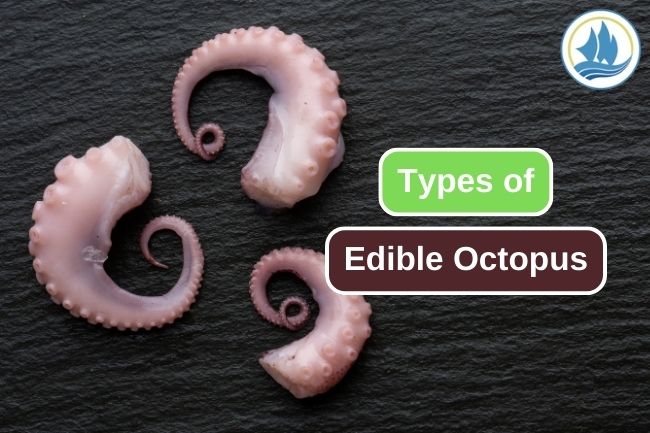 Exploring the Culinary Delights of Edible Octopus